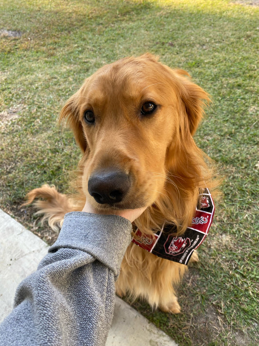 cocks gameday bandana